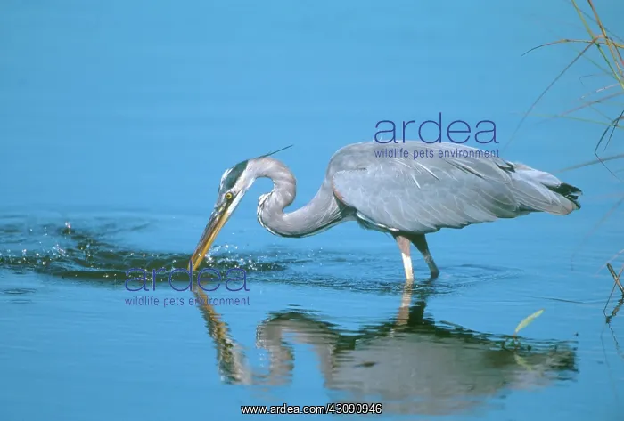 : Great Blue Heron Fishing : Great Blue Heron Fishing