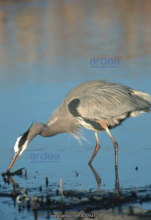 : Great Blue Heron Fishing : Great Blue Heron Fishing