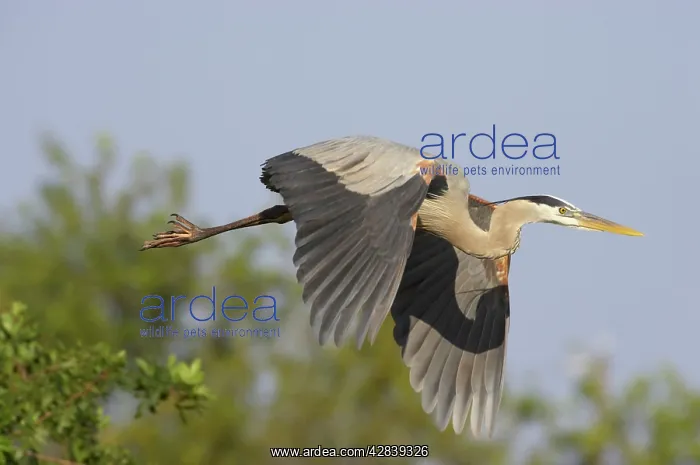 : Great Blue Heron - in flight : Great Blue Heron - in flight
