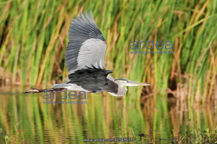 : Great Blue Heron - in flight : Great Blue Heron - in flight