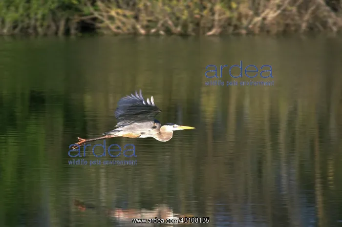: Great blue heron in flight : Great blue heron in flight