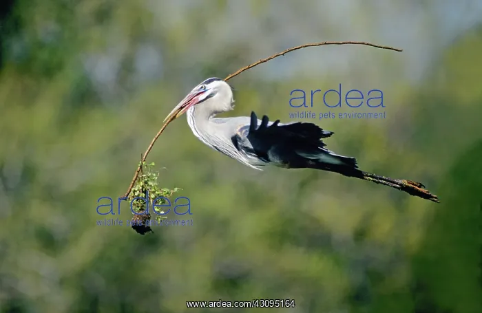 : Great Blue Heron flying with nesting material : Great Blue Heron flying with nesting material