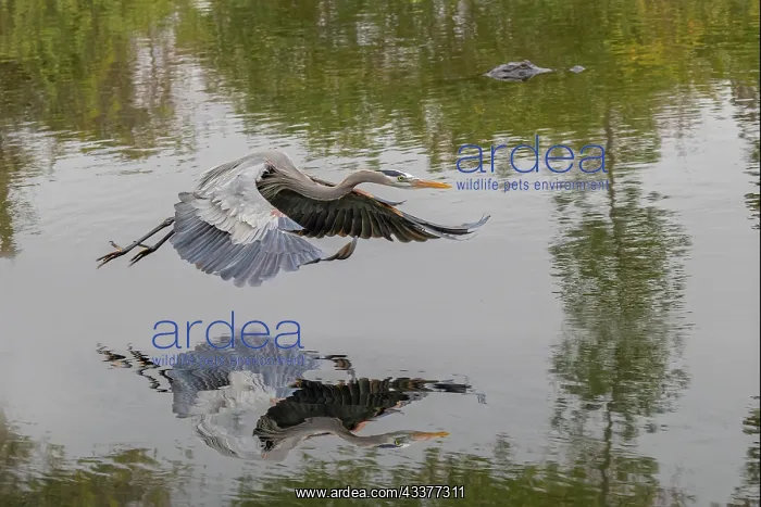 : Great blue heron flying with reflection, Merritt : Great blue heron flying with reflection, Merritt