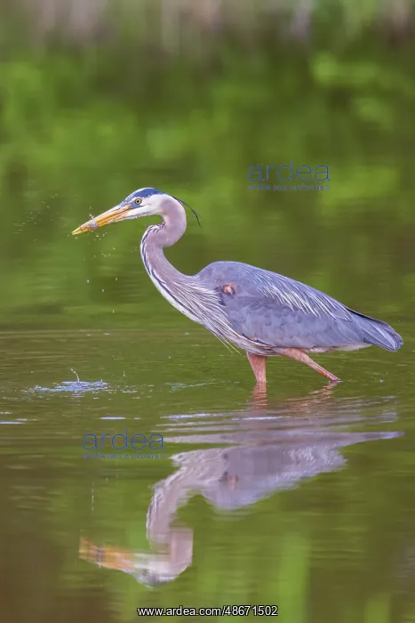 : Great blue heron hunting crayfish in wetland, Marion County : Great blue heron hunting crayfish in wetland, Marion County