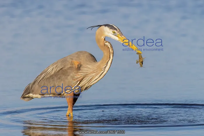 : Great blue heron hunting crayfish in wetland, Marion County : Great blue heron hunting crayfish in wetland, Marion County