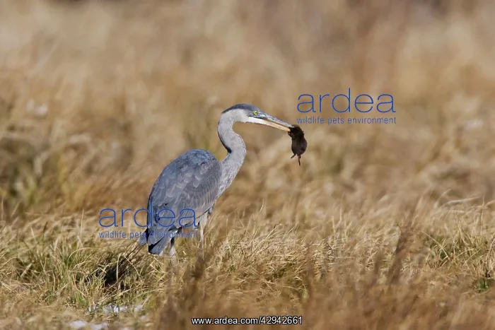 : Great Blue Heron - hunting voles in winter field : Great Blue Heron - hunting voles in winter field