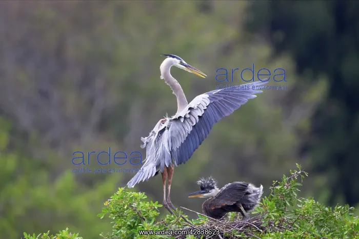 : Great Blue Heron landing at nest with chick waiting : Great Blue Heron landing at nest with chick waiting