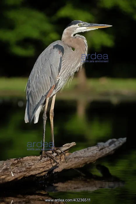 : great blue heron, Maryland