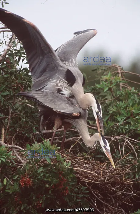 : GREAT BLUE HERON - mating : GREAT BLUE HERON - mating