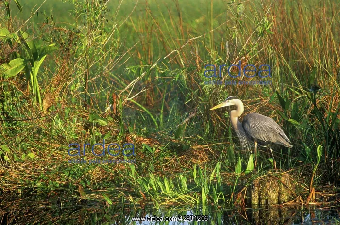 : Great Blue Heron - in natural habitat : Great Blue Heron - in natural habitat