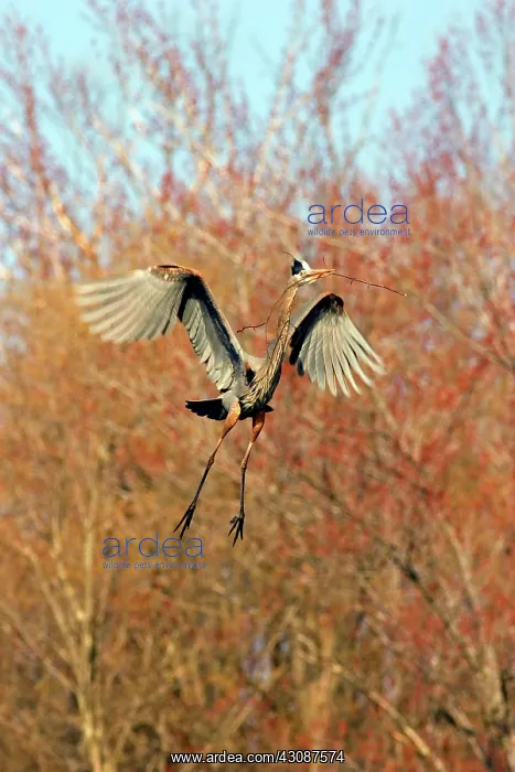 : Great Blue Heron, Nest-building : Great Blue Heron, Nest-building