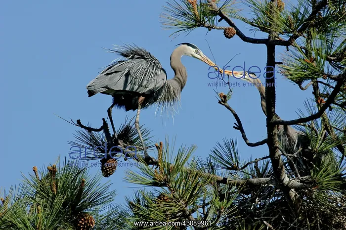 : Great Blue Heron with nest material : Great Blue Heron with nest material