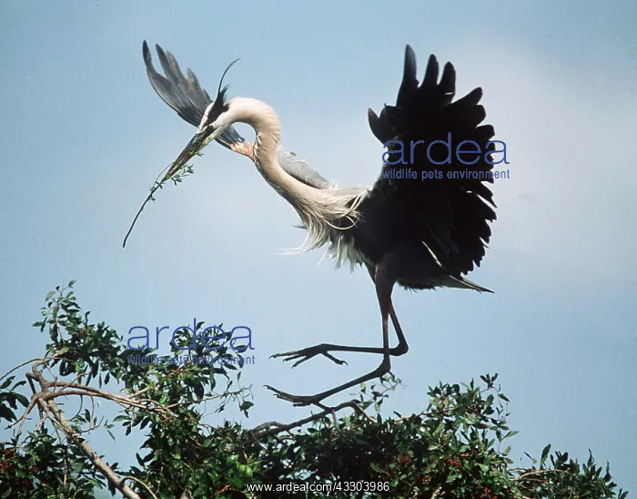 : GREAT BLUE HERON - with nest material in beak : GREAT BLUE HERON - with nest material in beak