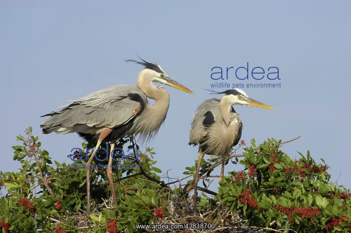 : Great Blue Heron - pair on nest site : Great Blue Heron - pair on nest site
