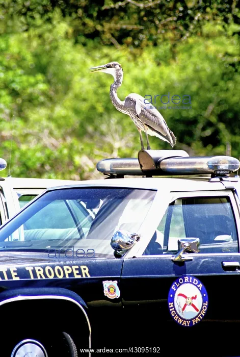 : Great Blue Heron on top of patrol car : Great Blue Heron on top of patrol car