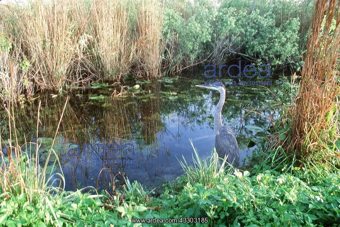 : GREAT BLUE HERON - by pond : GREAT BLUE HERON - by pond