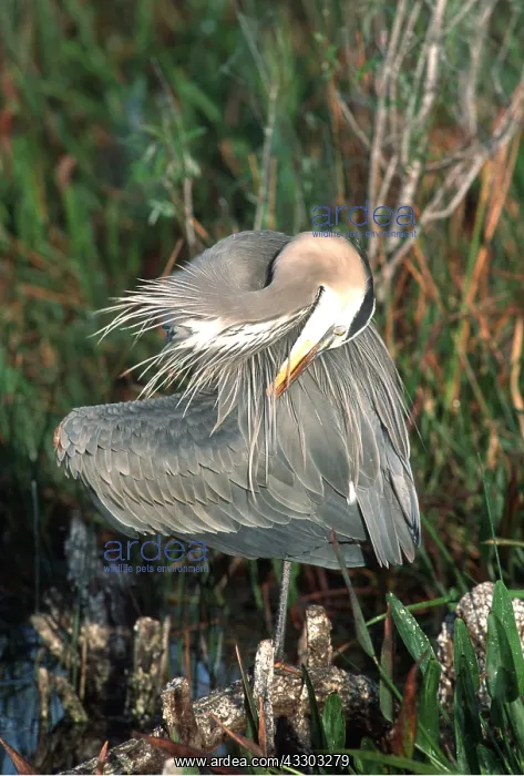 : GREAT BLUE HERON - preening : GREAT BLUE HERON - preening