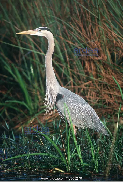 : GREAT BLUE HERON - profile : GREAT BLUE HERON - profile