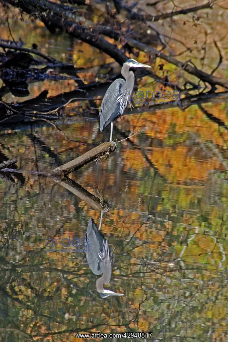 : Great Blue Heron and its reflection : Great Blue Heron and its reflection