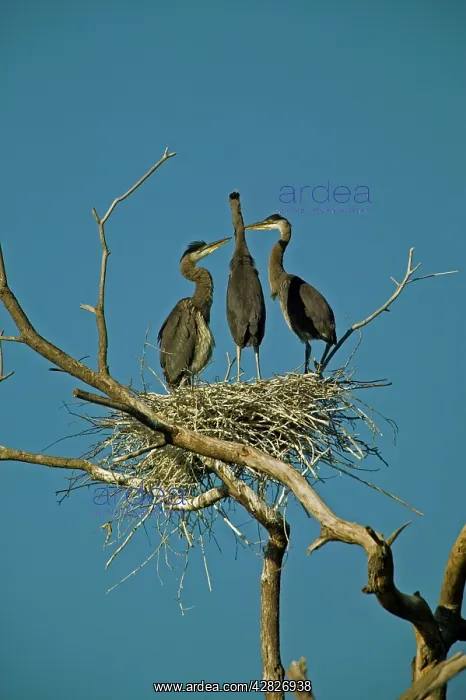 : Great Blue Heron - At rookery : Great Blue Heron - At rookery