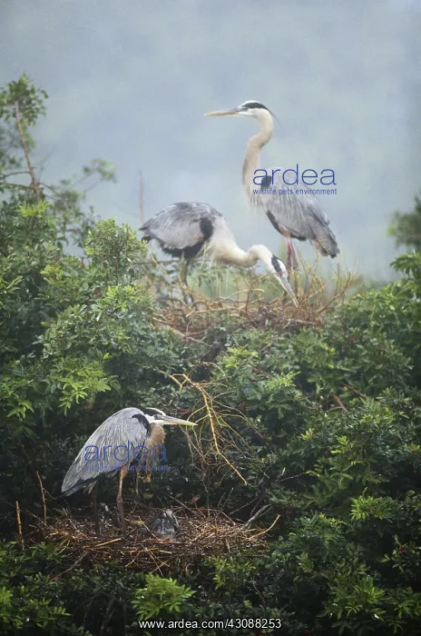 : Great Blue Heron Rookery : Great Blue Heron Rookery