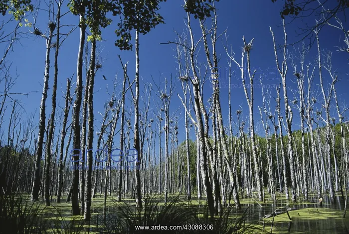: Great Blue Heron Rookery : Great Blue Heron Rookery