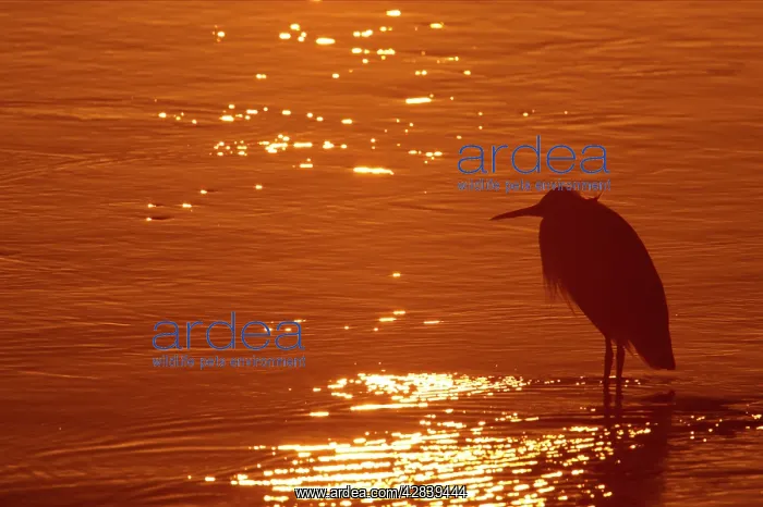 : Great Blue Heron - silhouetted at Sunset : Great Blue Heron - silhouetted at Sunset