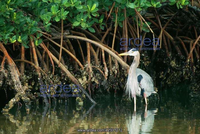 : Great Blue HERON - standing in mangrove : Great Blue HERON - standing in mangrove