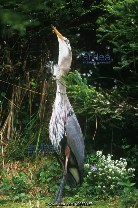 : Great Blue Heron - swallowing rabbitS : Great Blue Heron - swallowing rabbitS