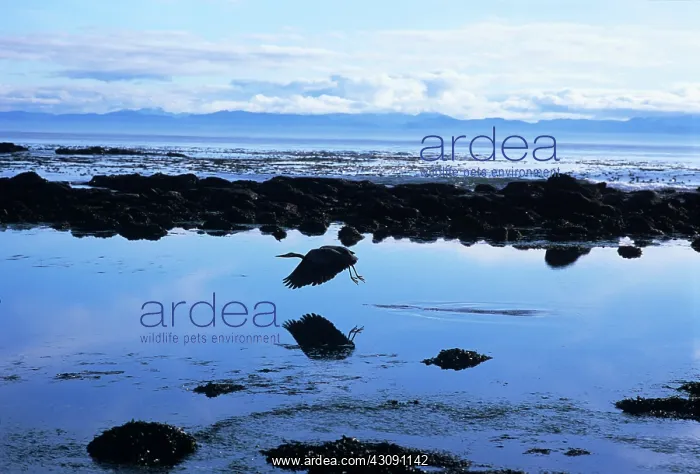 : Great Blue Heron over Tidepools : Great Blue Heron over Tidepools
