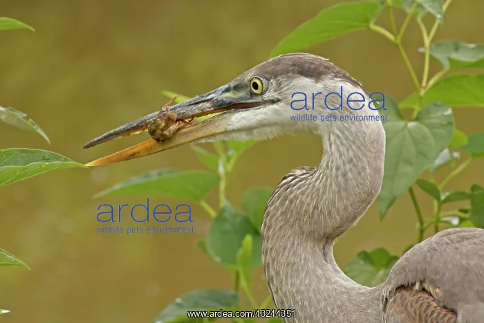  : great blue heron, Virginia, with crayfish