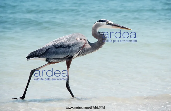  : GREAT BLUE HERON - walking along sandy beach