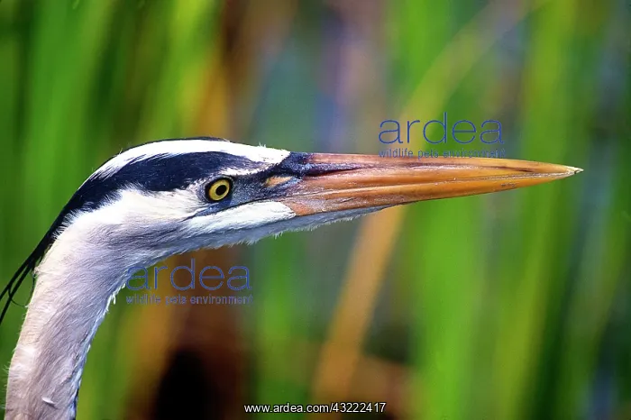 : Great Blue Heron water bird found throughout : Great Blue Heron water bird found throughout