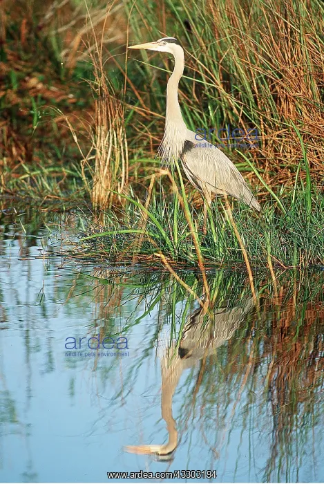 : GREAT BLUE HERON - at waters edge : GREAT BLUE HERON - at waters edge