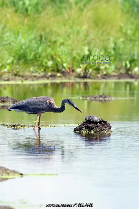: Great Blue Heron &Western Painted Turtle : Great Blue Heron &Western Painted Turtle