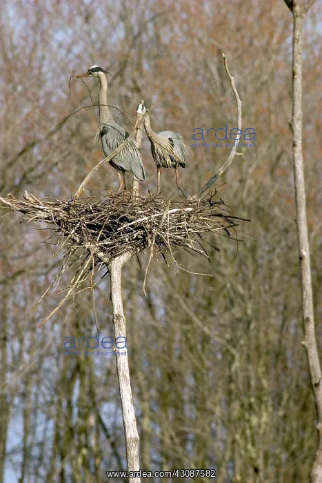 : Great Blue Herons : Great Blue Herons