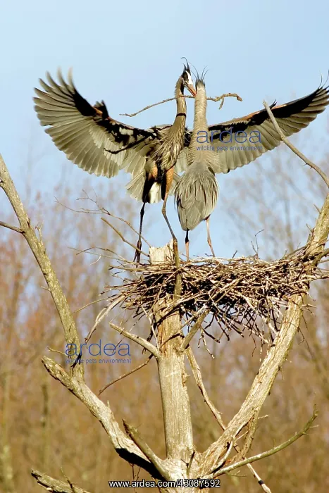: Great Blue Herons : Great Blue Herons