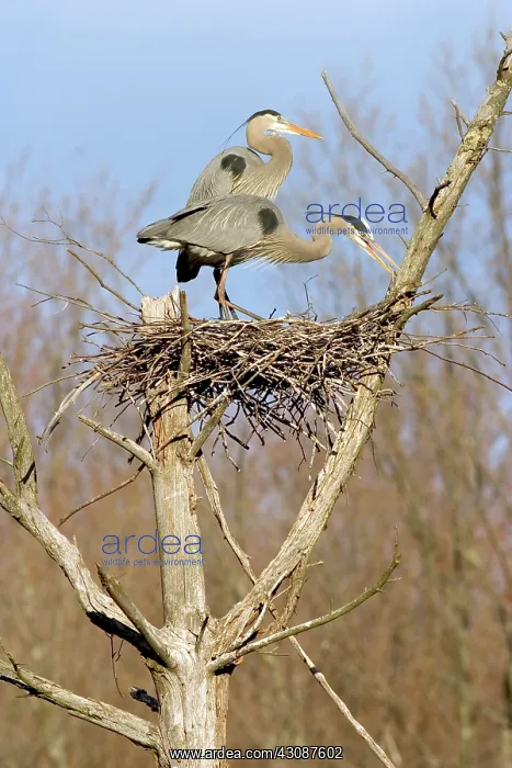 : Great Blue Herons : Great Blue Herons
