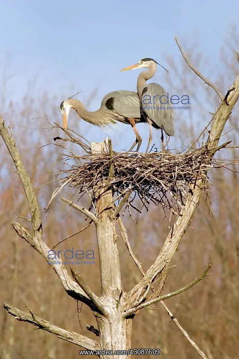: Great Blue Herons : Great Blue Herons