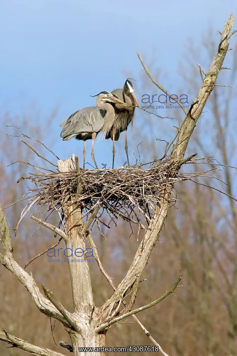 : Great Blue Herons : Great Blue Herons