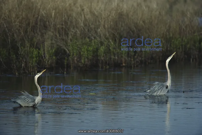 : Great Blue Herons Displaying : Great Blue Herons Displaying