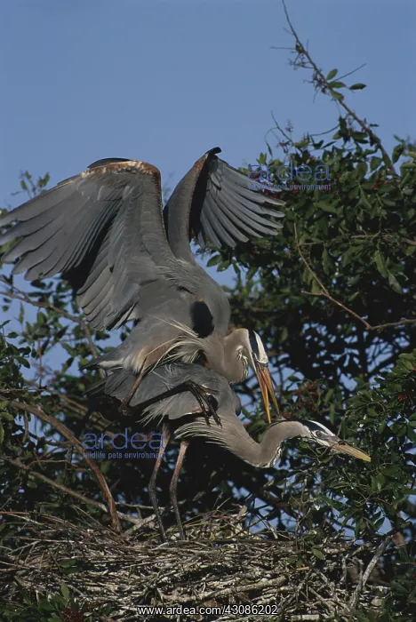 : Great Blue Herons Mating : Great Blue Herons Mating