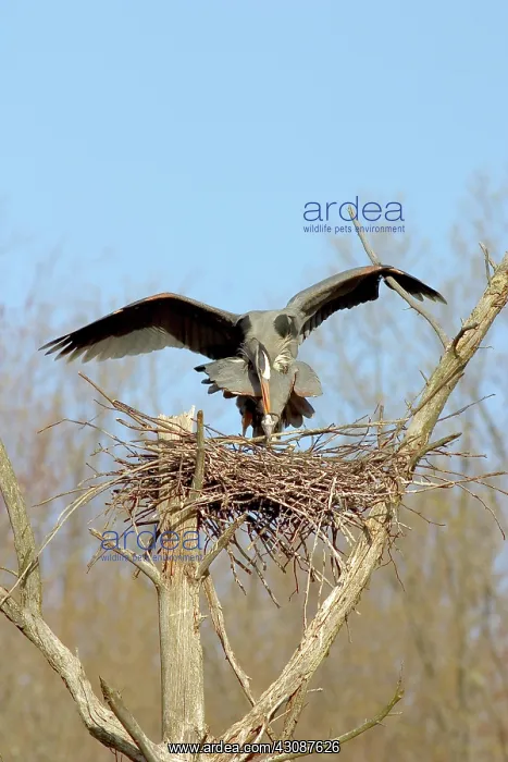: Great Blue Herons Mating : Great Blue Herons Mating