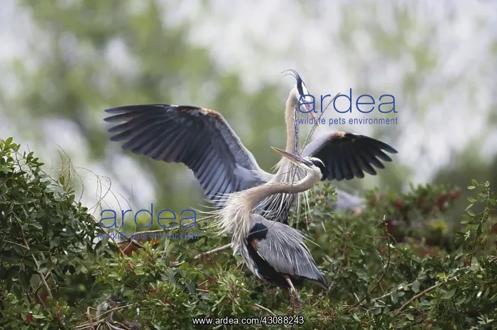 : Great Blue Herons Nesting : Great Blue Herons Nesting