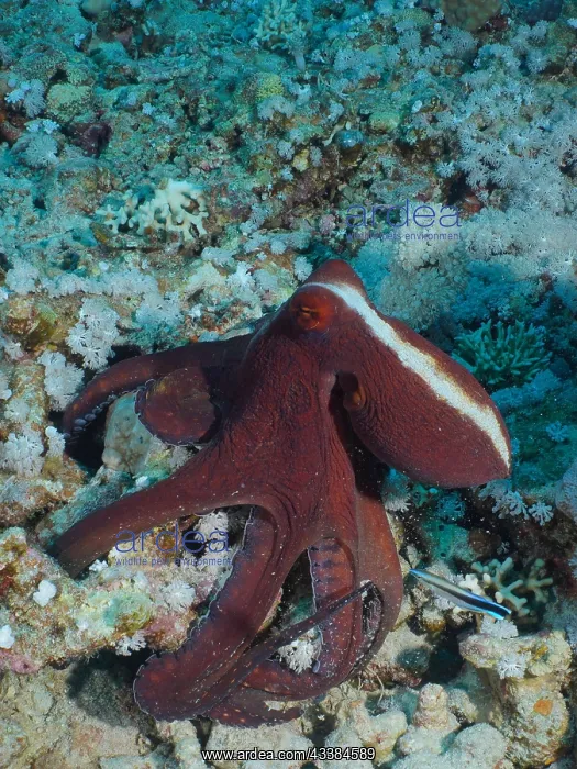 : Great Blue Octopus (Octopus cyaneus), Dive Site House Reef M : Great Blue Octopus (Octopus cyaneus), Dive Site House Reef M