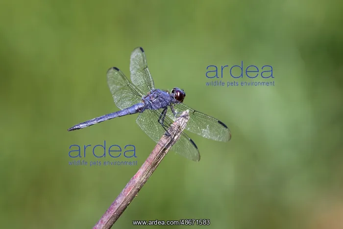 : Great blue skimmer dragonfly, Kentucky : Great blue skimmer dragonfly, Kentucky