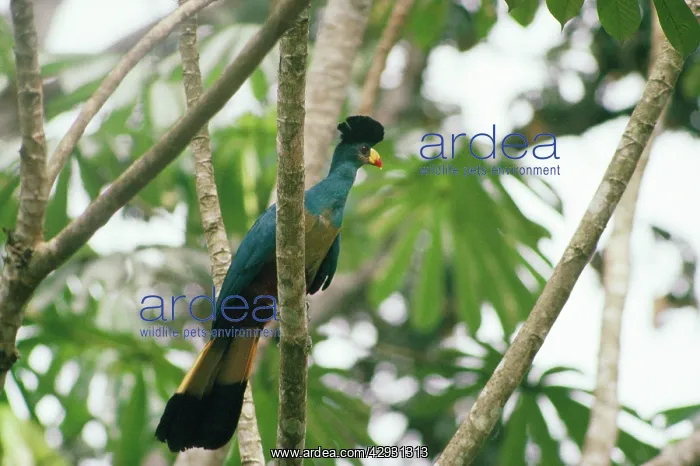 : Great Blue Turaco : Great Blue Turaco