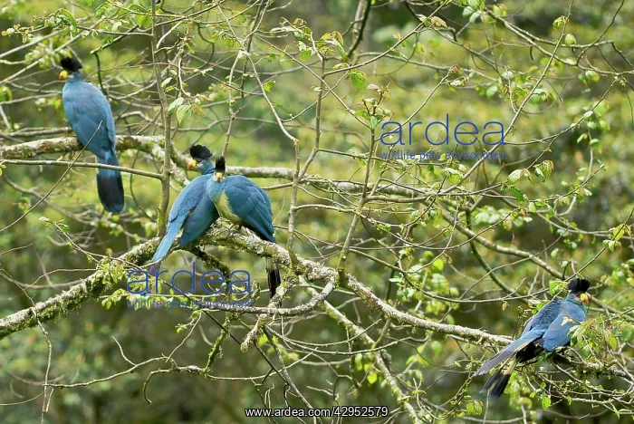 : Great Blue Turaco : Great Blue Turaco