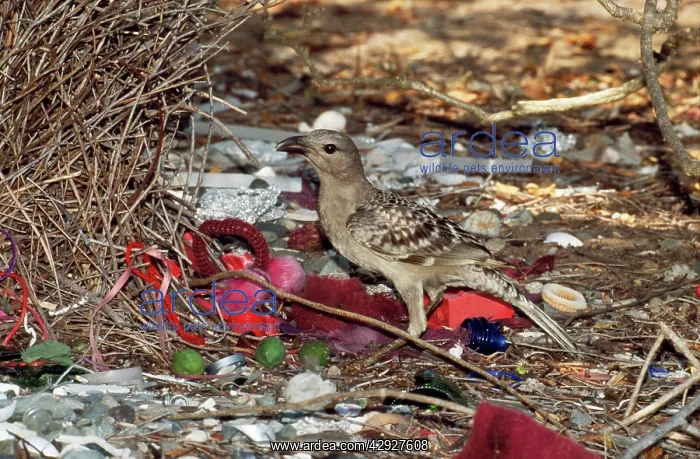 : Great BOWERBIRD : Great BOWERBIRD