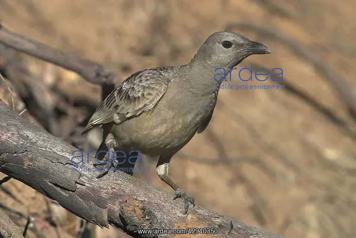 : Great Bowerbird : Great Bowerbird